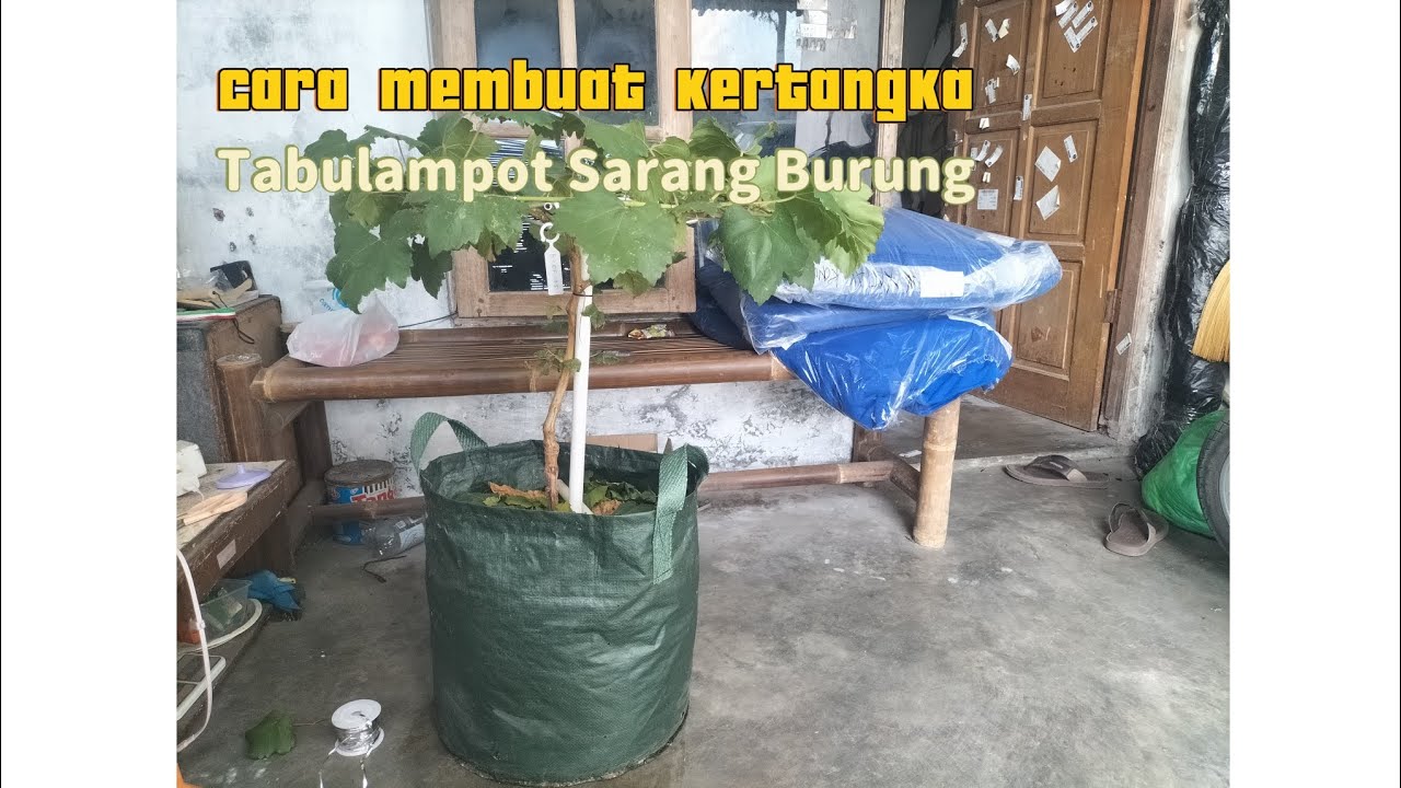 Cara membuat kerangka tabulampot anggur unik sistem sarang burung