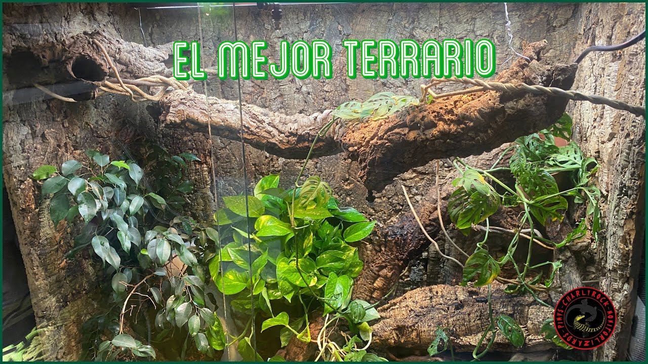 EL MEJOR TERRARIO QUE HE HECHO 😱🦎🦎🌿🌱🌳