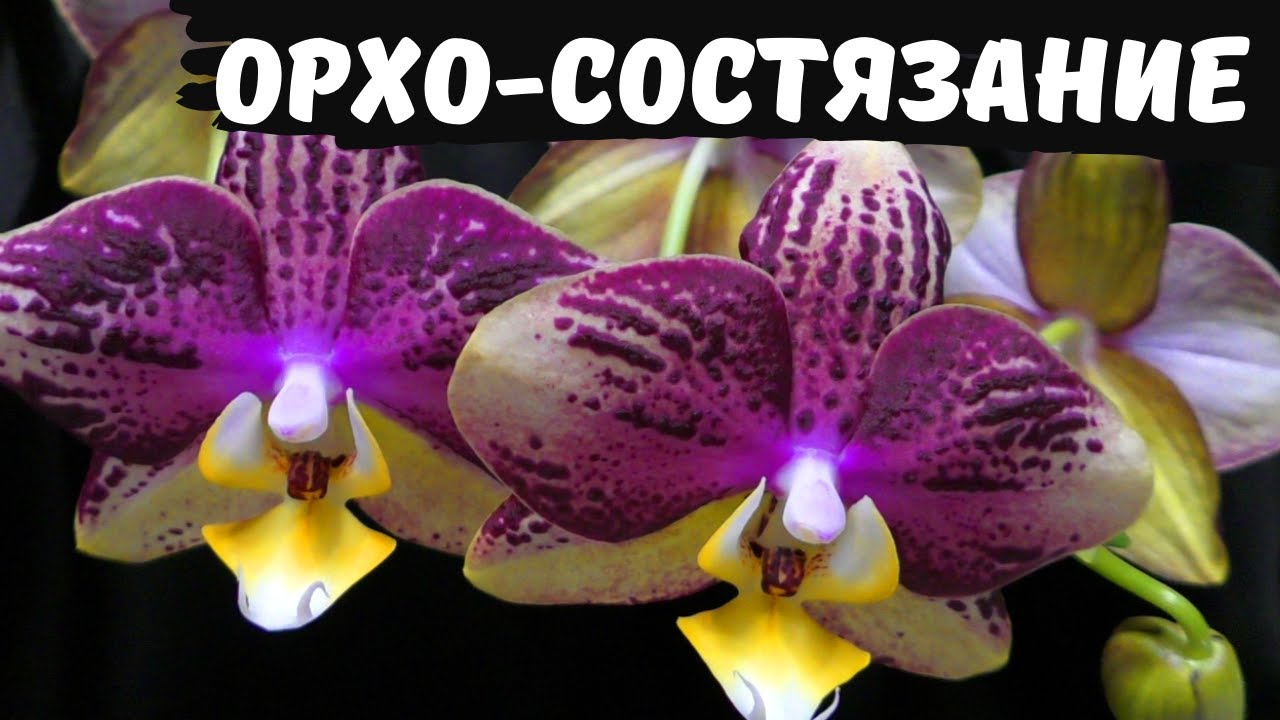 Орхидеи нежные, орхидеи яркие.  Красота на любой вкус! (Phal. Legato, Phal.Frontera, Phal. Pinyf)