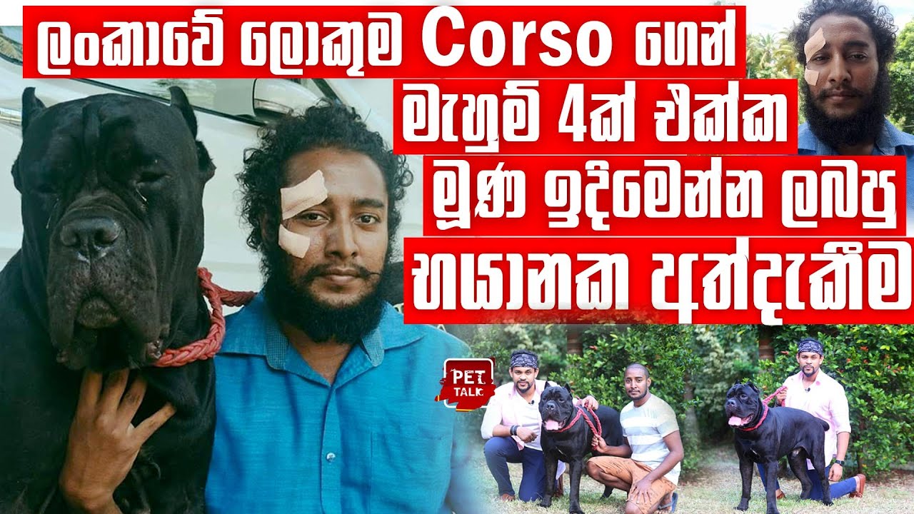 මැහුම් 4ක් එක්ක මූණ ඉදිමෙන්න ලබපු භයානක අත්දැකීම | Pet Talk | Sri Lanka's largest Cane Corso