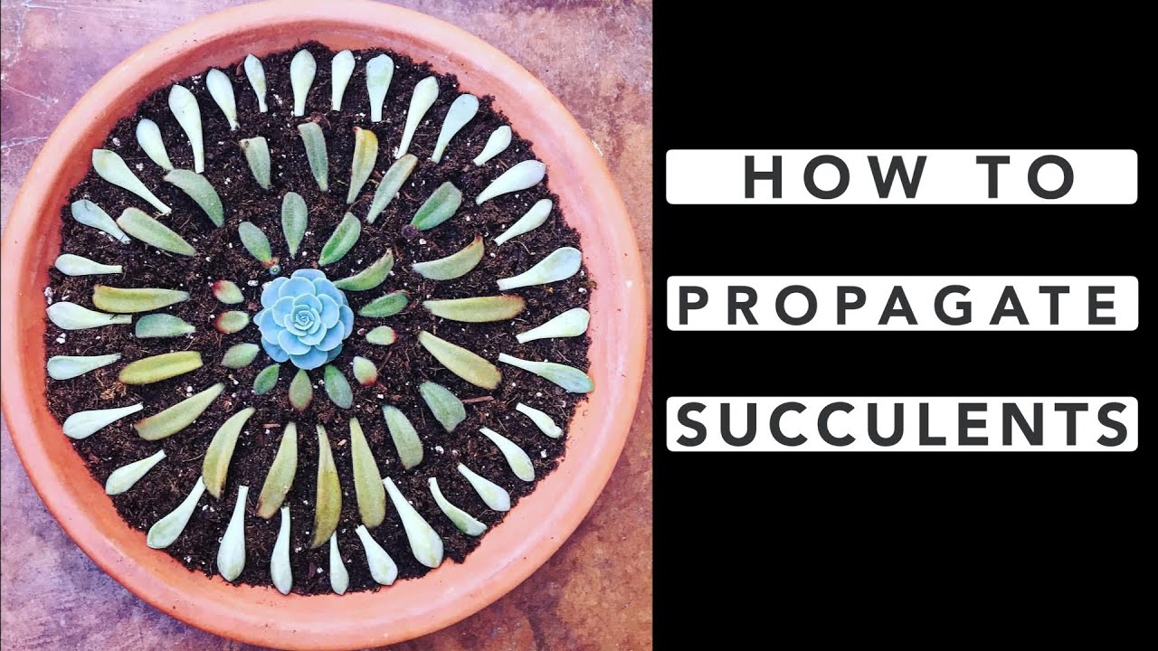 How to Propagate Succulents