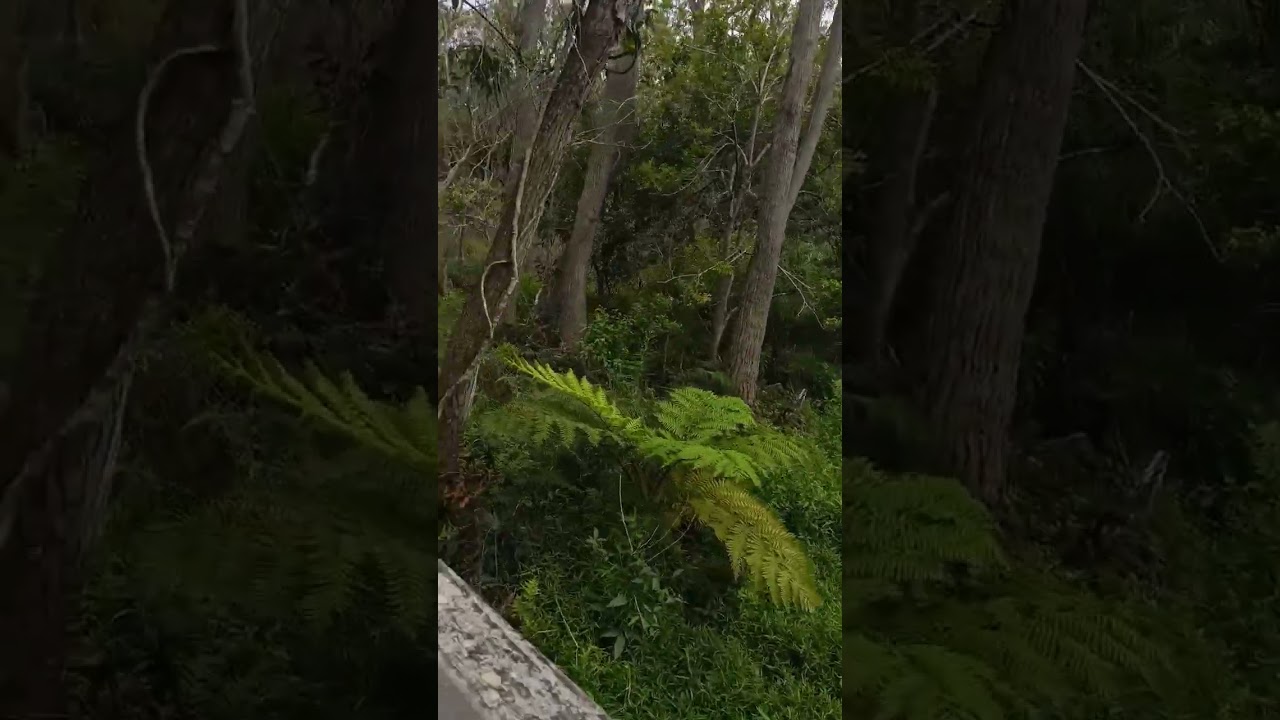 Walking through the wetlands 