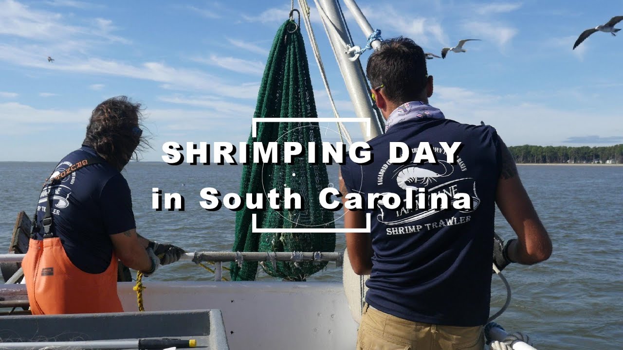 Shrimping day in South Carolina
