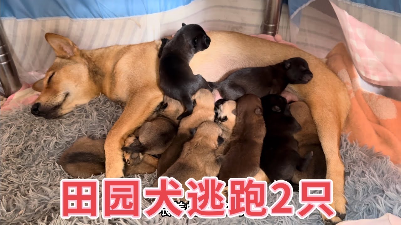 农村田园犬一胎生了11个，没想到半夜跑掉两只，主人查看监控吓一跳，看看发生了什么