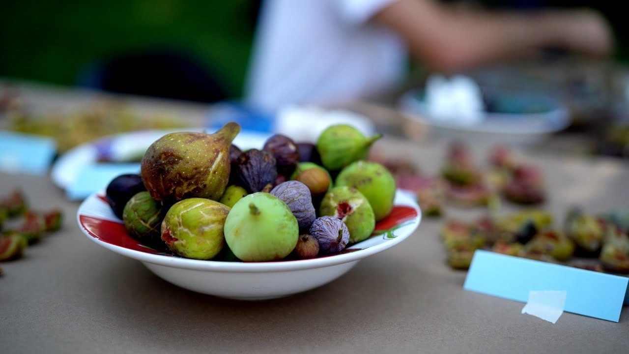 Growing Fig Trees in Humid/Rainy Climates | A Reality Check