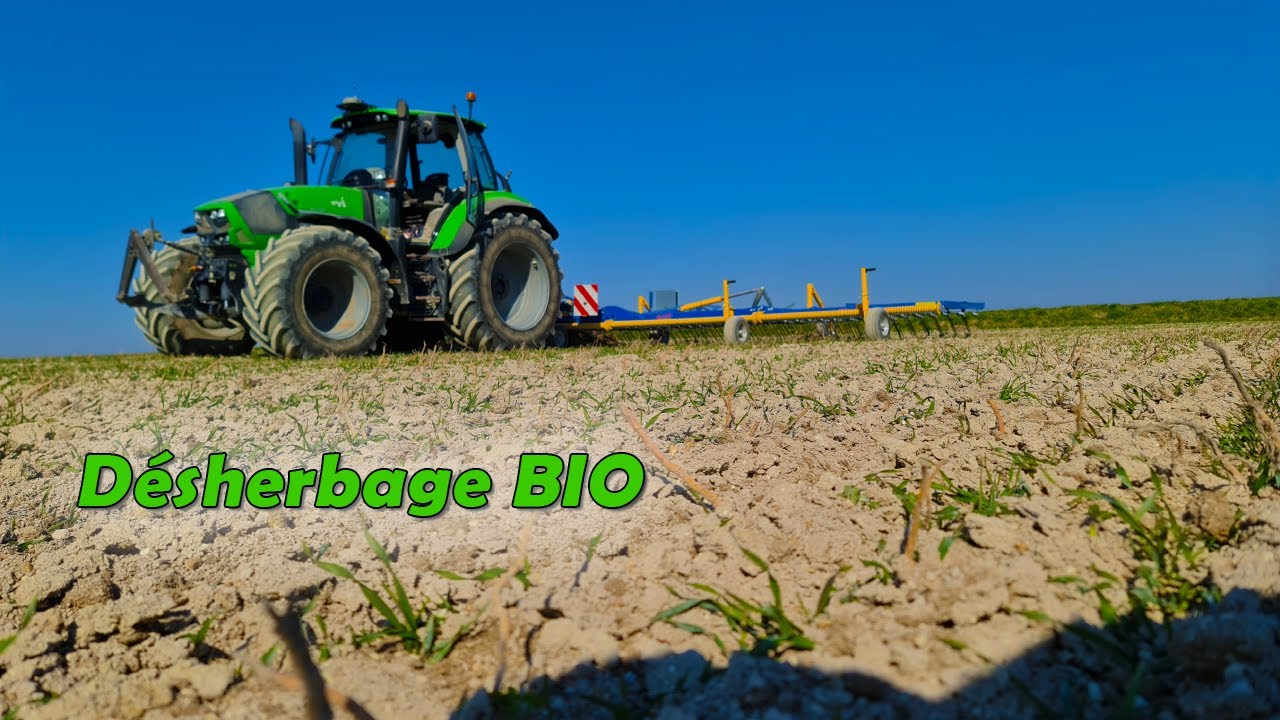 🇨🇵Désherbage BIO 🌱avec une herse étrille Treffler de 12m et  Deutz-Fahr 6210 TTV [LBC]