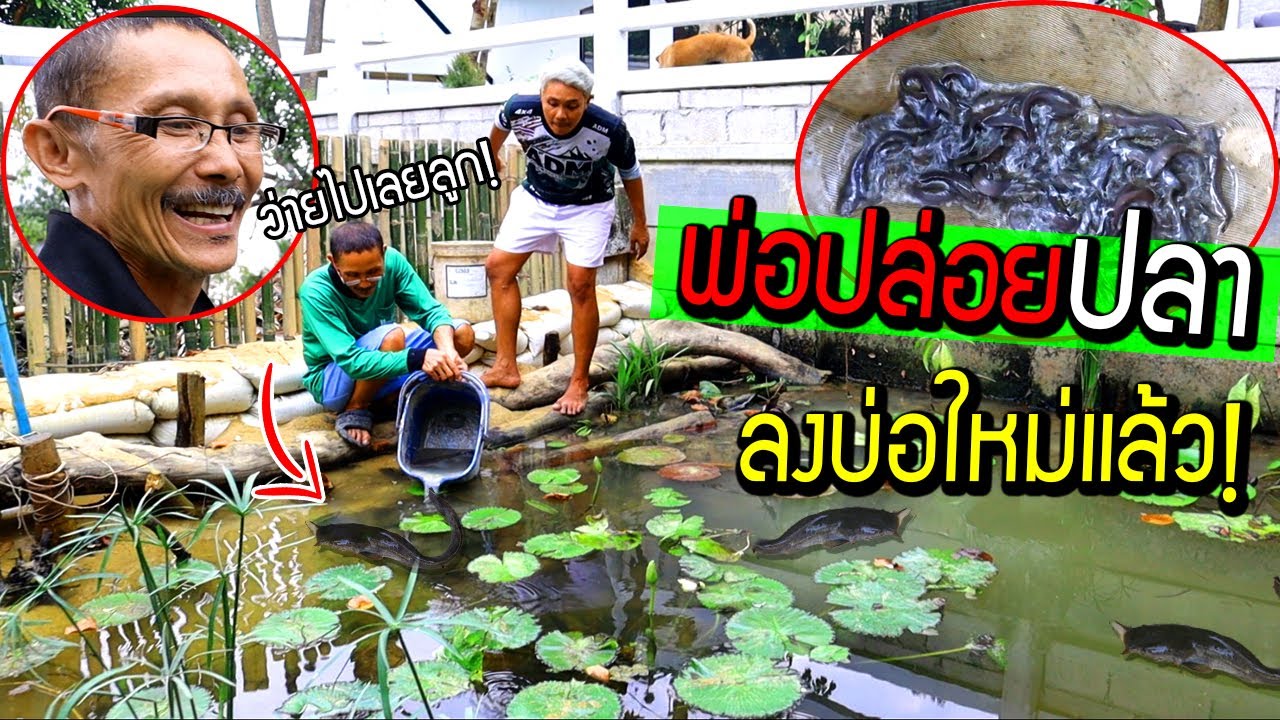 พ่อปล่อยปลาลงบ่อใหม่แล้ว 300 ตัว!!!  OMG พ่อมีความสุขที่สุด
