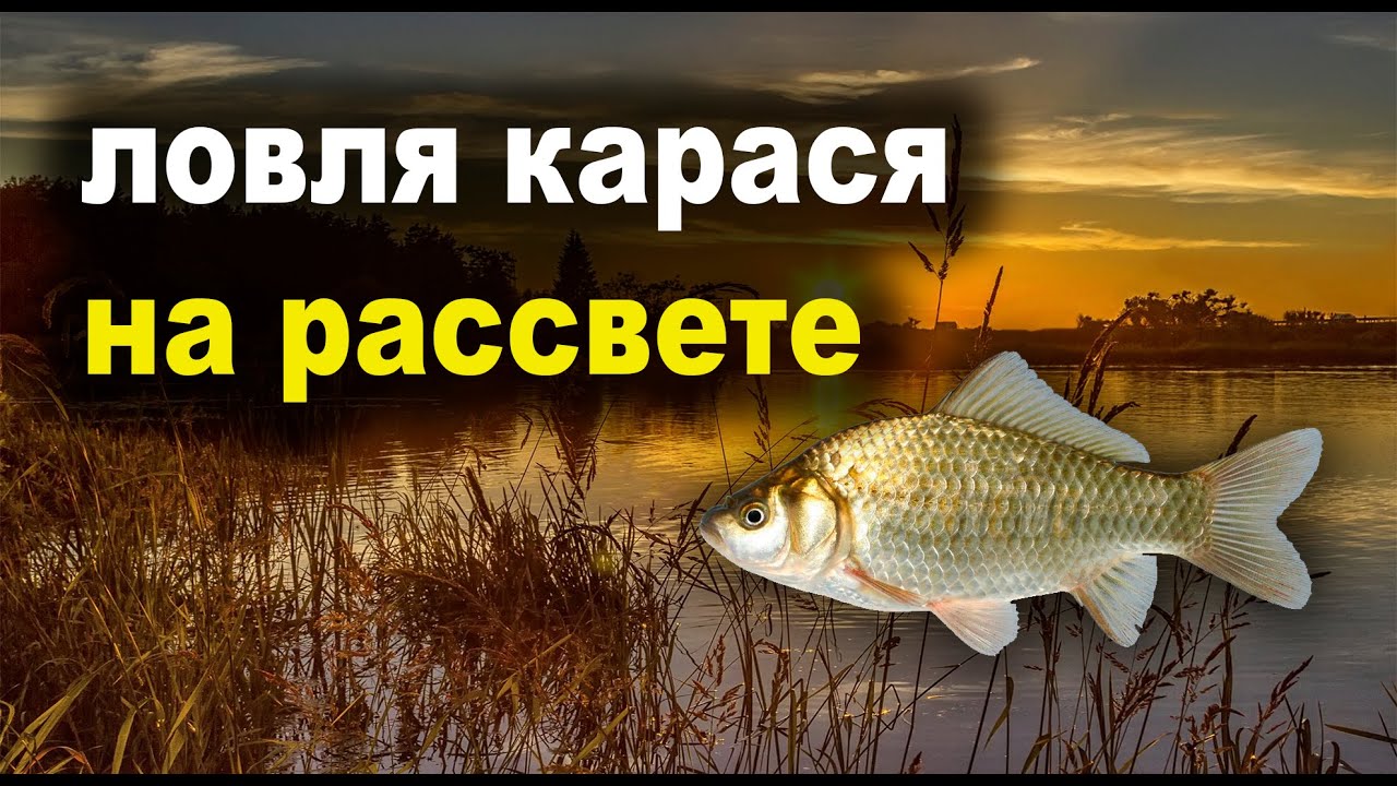 Ловля карася на рассвете. Кульса #кульсакарась #рыбалкакульса