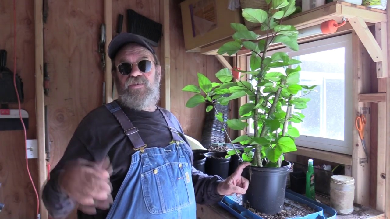 Propagating Native Hawaiian Hibiscus