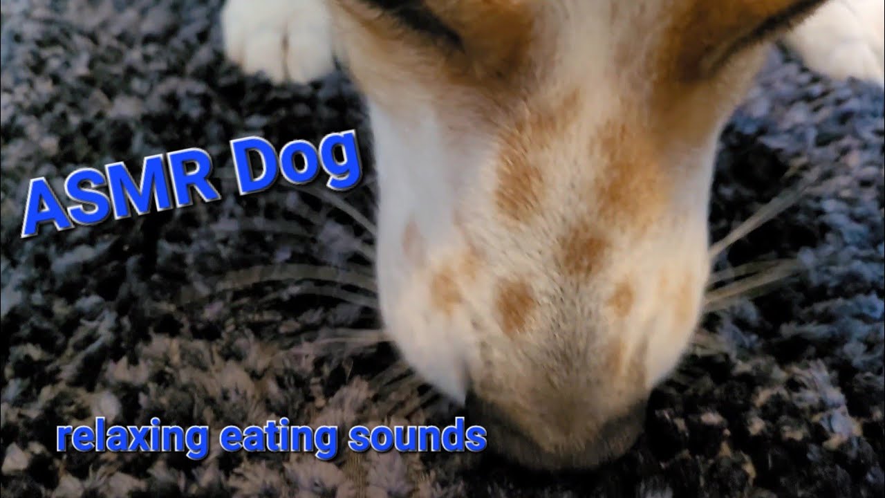 Sniffing and licking the carpet: ASMR Dog looking for crumbs