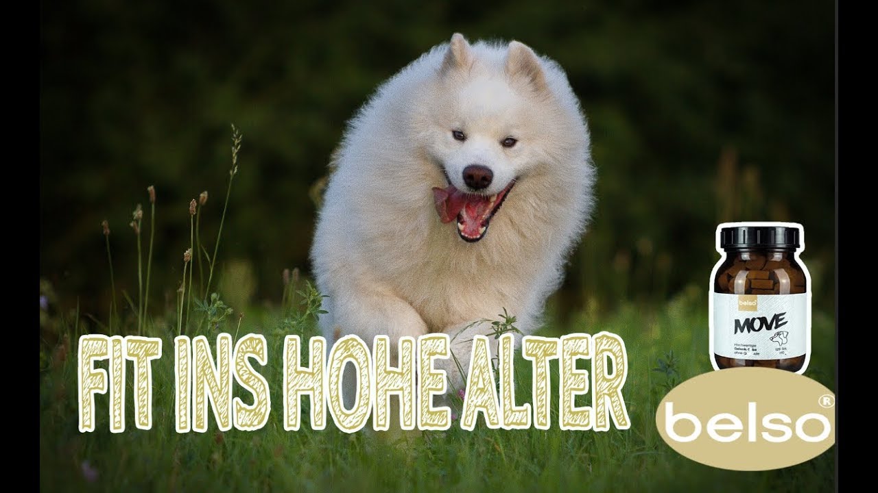 Gesunde Gelenke beim HUND | So bleibt euer Hund fit ins hohe Alter | belso MOVE Gelenktabs