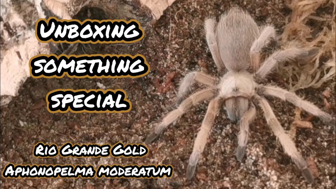 Unboxing the Rio Grande Gold - Aphonopelma moderatum