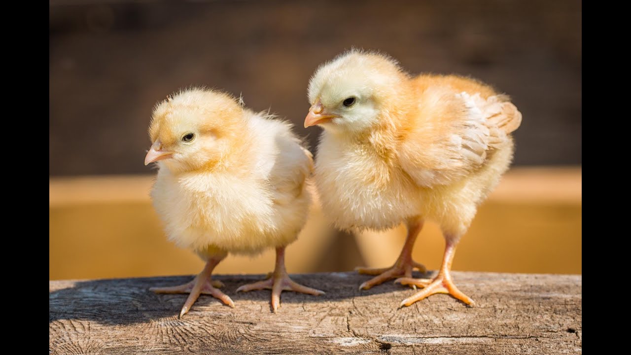 Why Buff Orpington Hens Are One Of The Best Egg Laying Chickens - Becky's Homestead