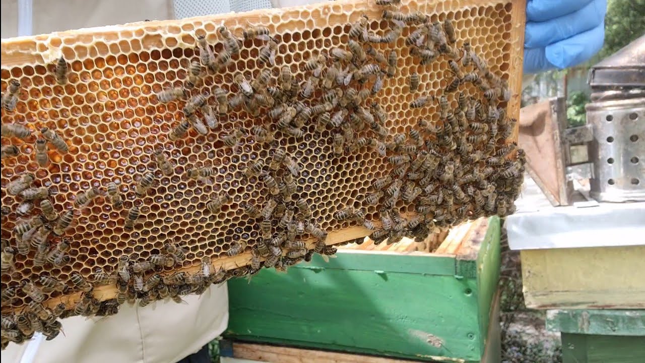 02.05.2023 Początek normalnej pracy pszczół.