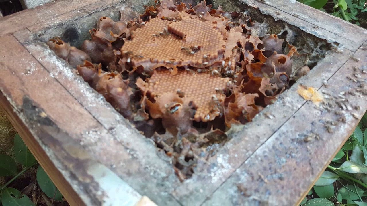Manejo na abelha borá - Meliponário Abelha Jataí