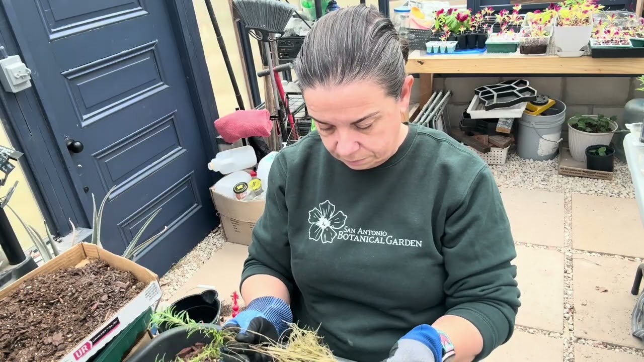 Potting BBQ Rosemary Propagation | 25 New Plants!! | TX 9a Garden Zone