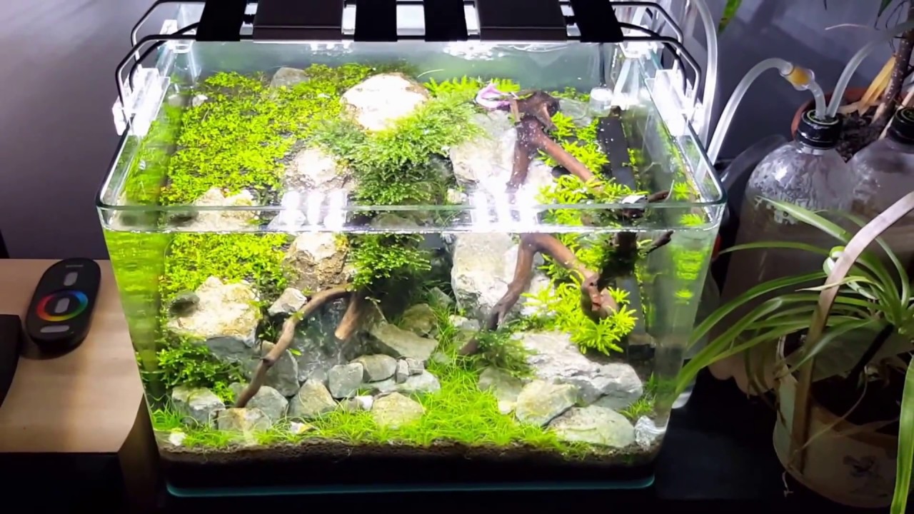 Dennerle scaper's tank 35L aquascape with Wood and stones a few weeks later