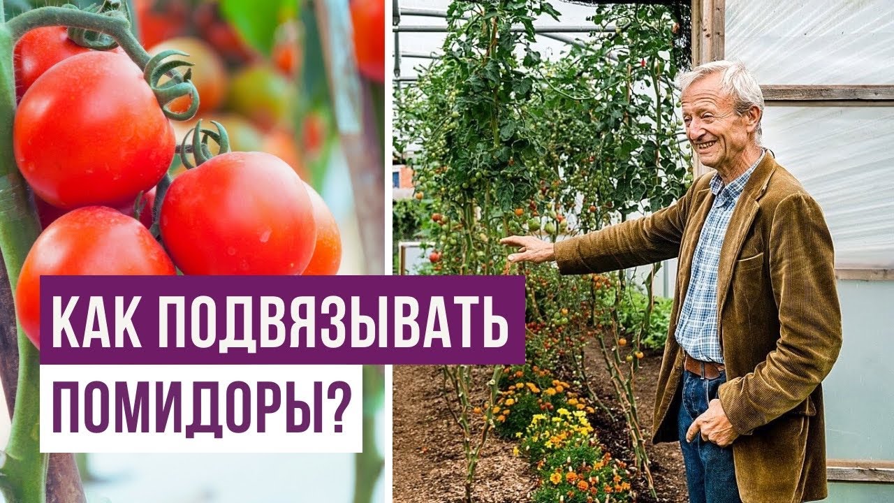 Как просто подвязывать ПОМИДОРЫ, ОГУРЦЫ И БАКЛАЖАНЫ?
