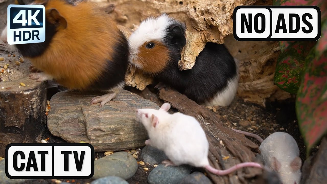 [NO ADS, NO AI] CAT TV 😺 Mice for Cats to Watch: Guinea Pigs & Tiny White Mice 🐭 4K HDR 60FPS