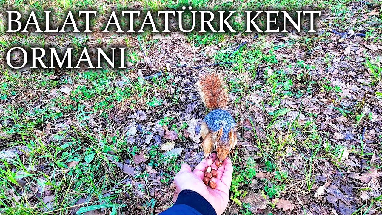BALAT ATATÜRK KENT ORMANI