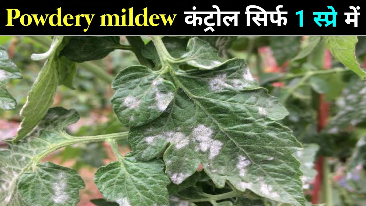 Powdery mildew control fungicide || पाउडरी मिलडायू कंट्रोल करें सिर्फ एक स्प्रे में