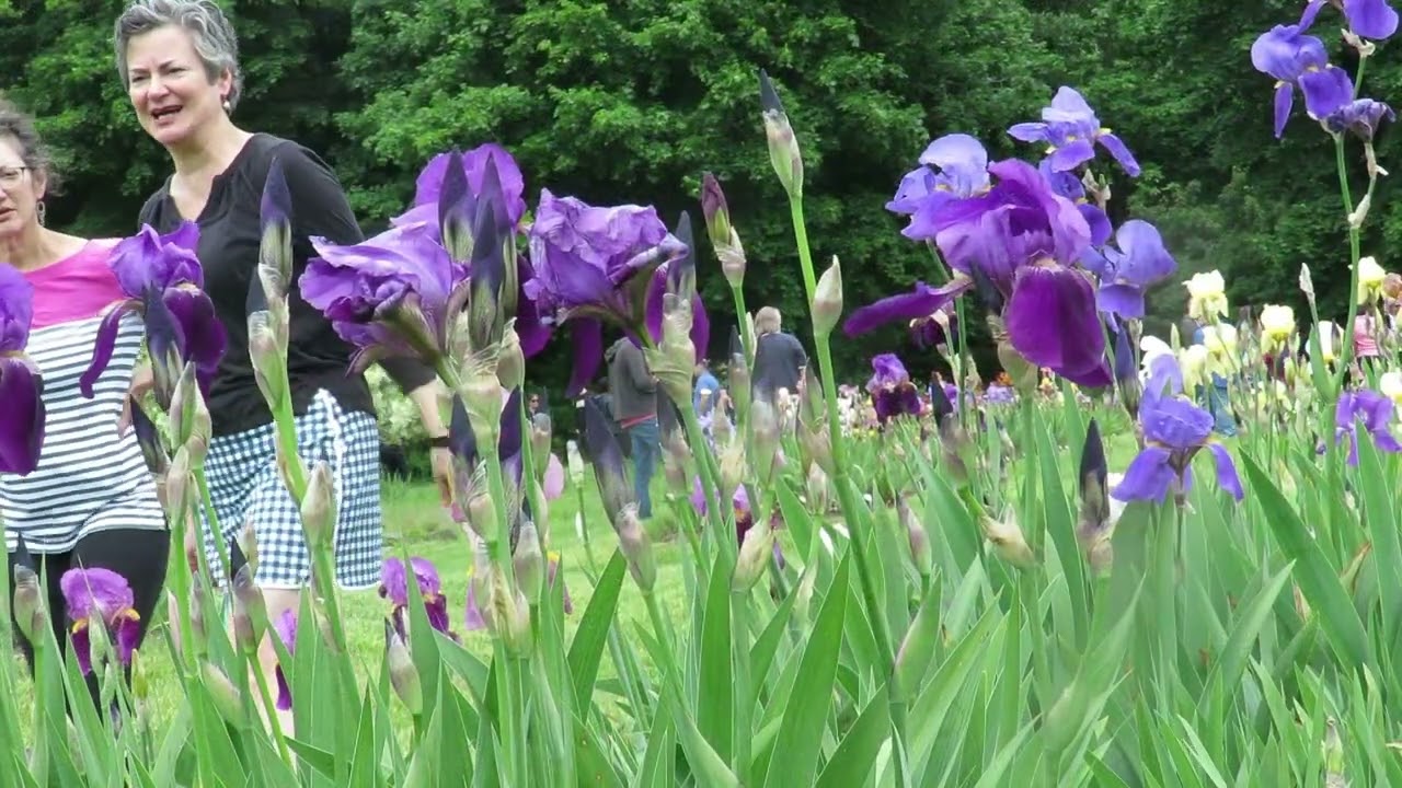 Presby Memorial Iris Gardens Montclair, N.J.  Slow living garden tour. Iris are at their peak.