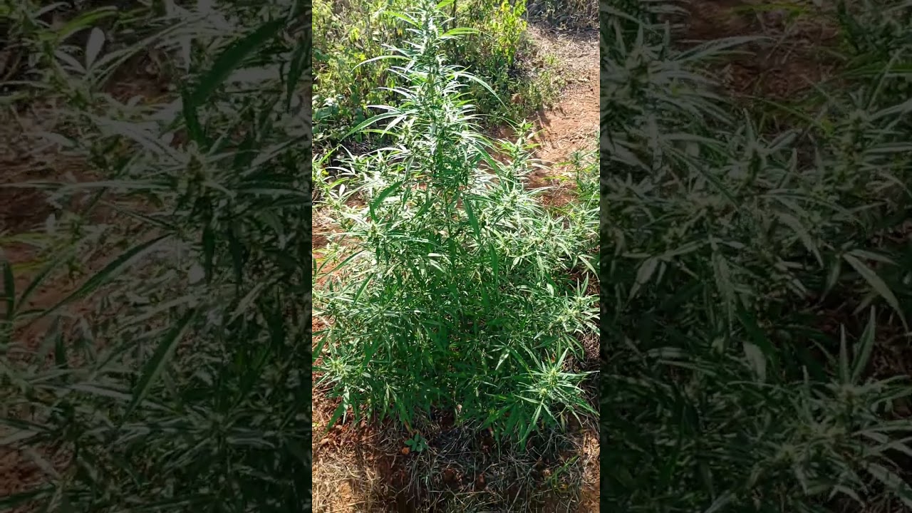 flora&ccedil;&atilde;o de canabis sativa 😁🍁