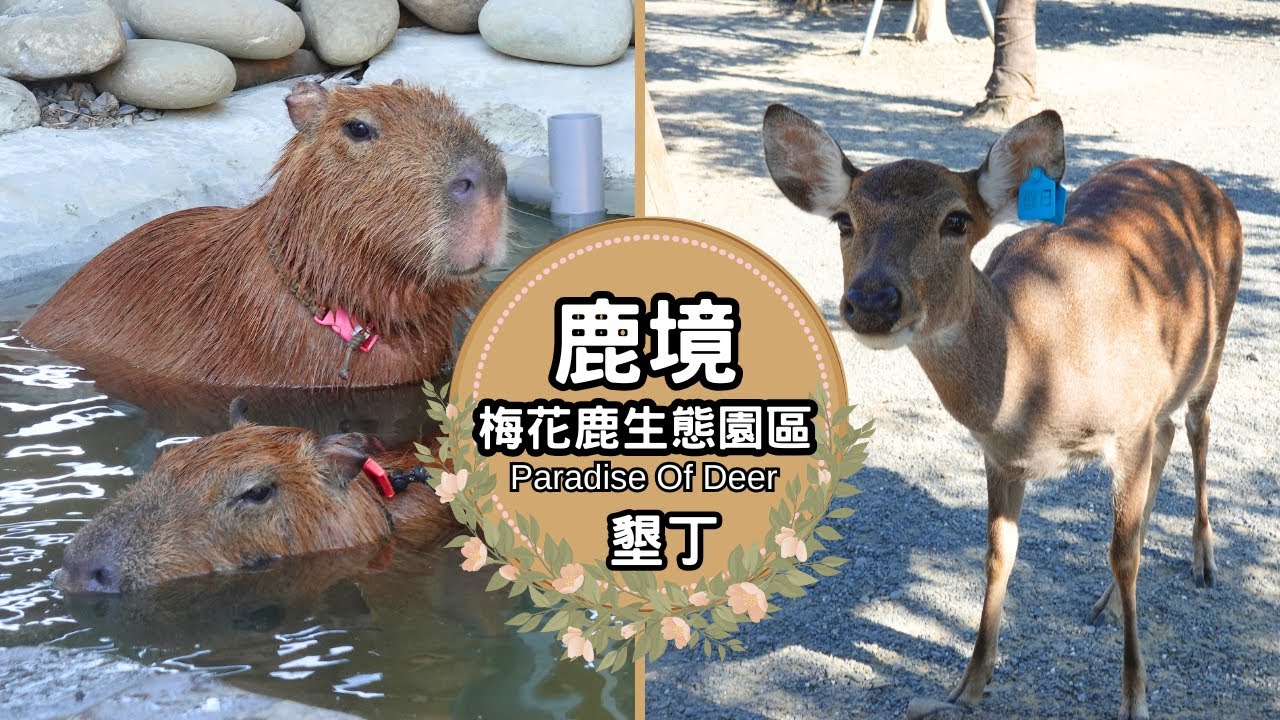 萌萌梅花鹿、呆呆水豚君！墾丁動物互動園區🦌 ｜鹿境梅花鹿生態園區  Paradise Of Deer 屏東縣恆春鎮