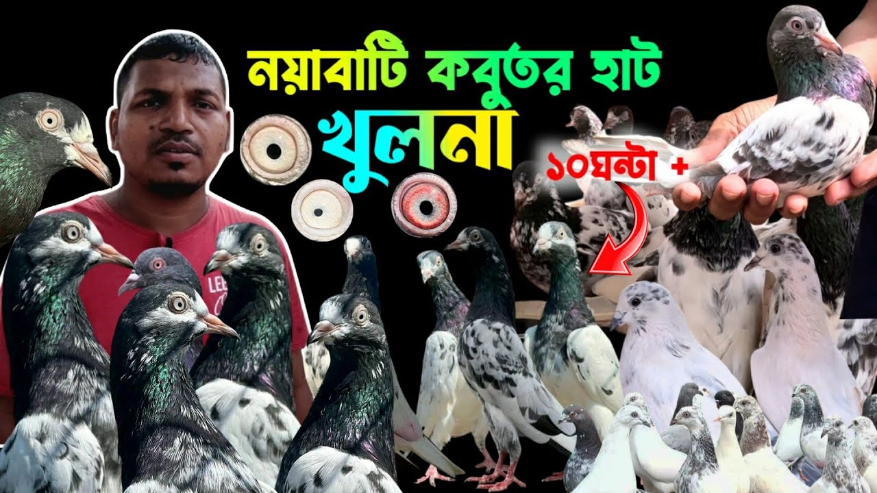 টেডি কবুতর পানির দামে | kobutor hat 2024 | pigeon market in bangladesh | teddy kobutor
