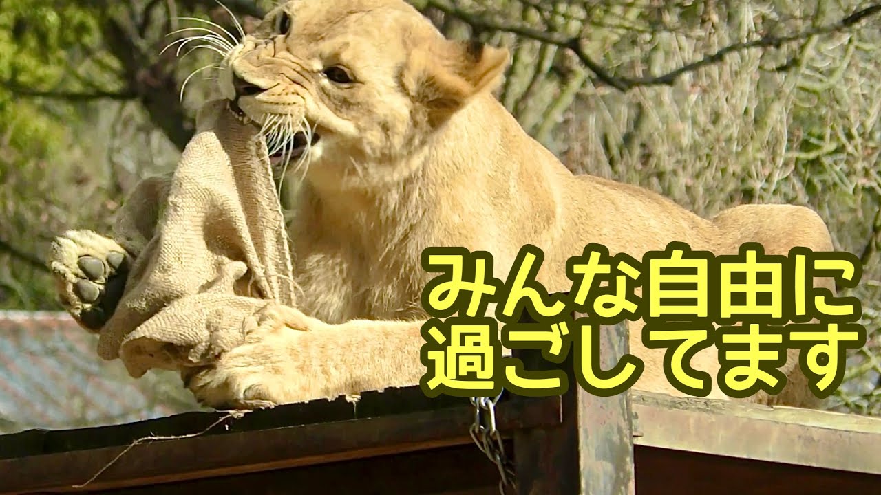 ライオンファミリー　みんな自由に過ごしています【とべ動物園】Lionfamily Tobe Zoo 