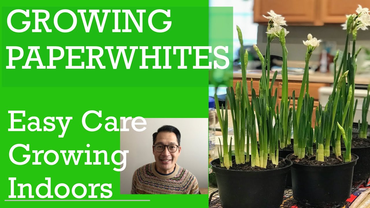 PAPERWHITES.Care Tips. HOW TO FORCE BULBS.GROW.INDOORS.IN VASE. Forcing bulbs. ACORN HILL.