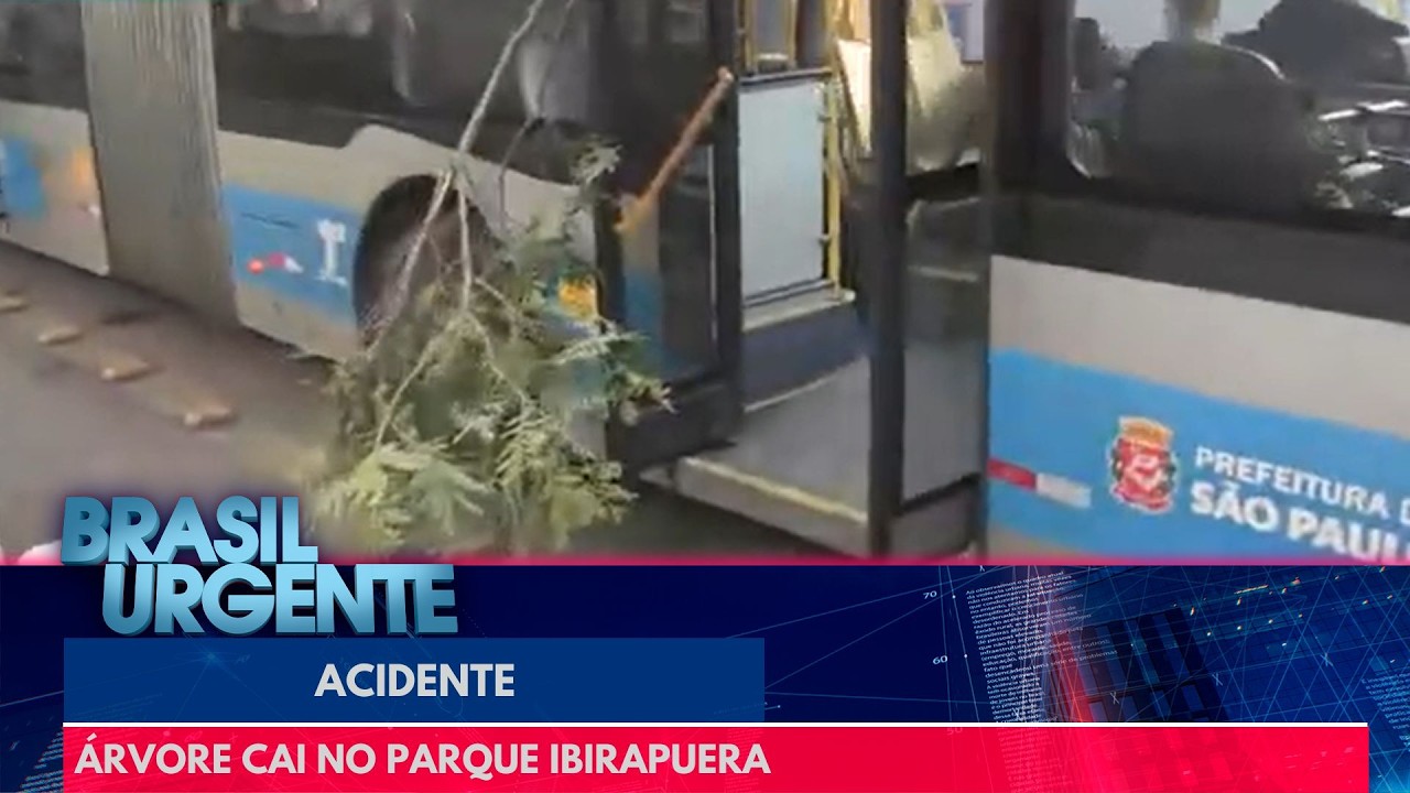 Árvore cai e atinge carro em cheio na Avenida Ibirapuera, em São Paulo | Brasil Urgente