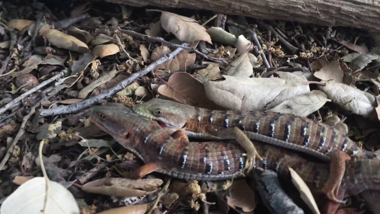 Mating Alligator Lizards [4K]