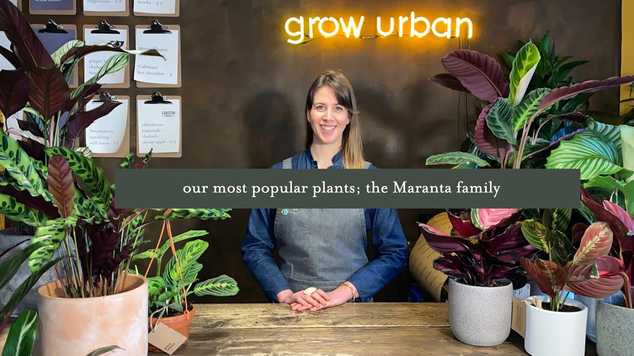 The Maranta Family. Our most popular houseplants and how to best care for them.