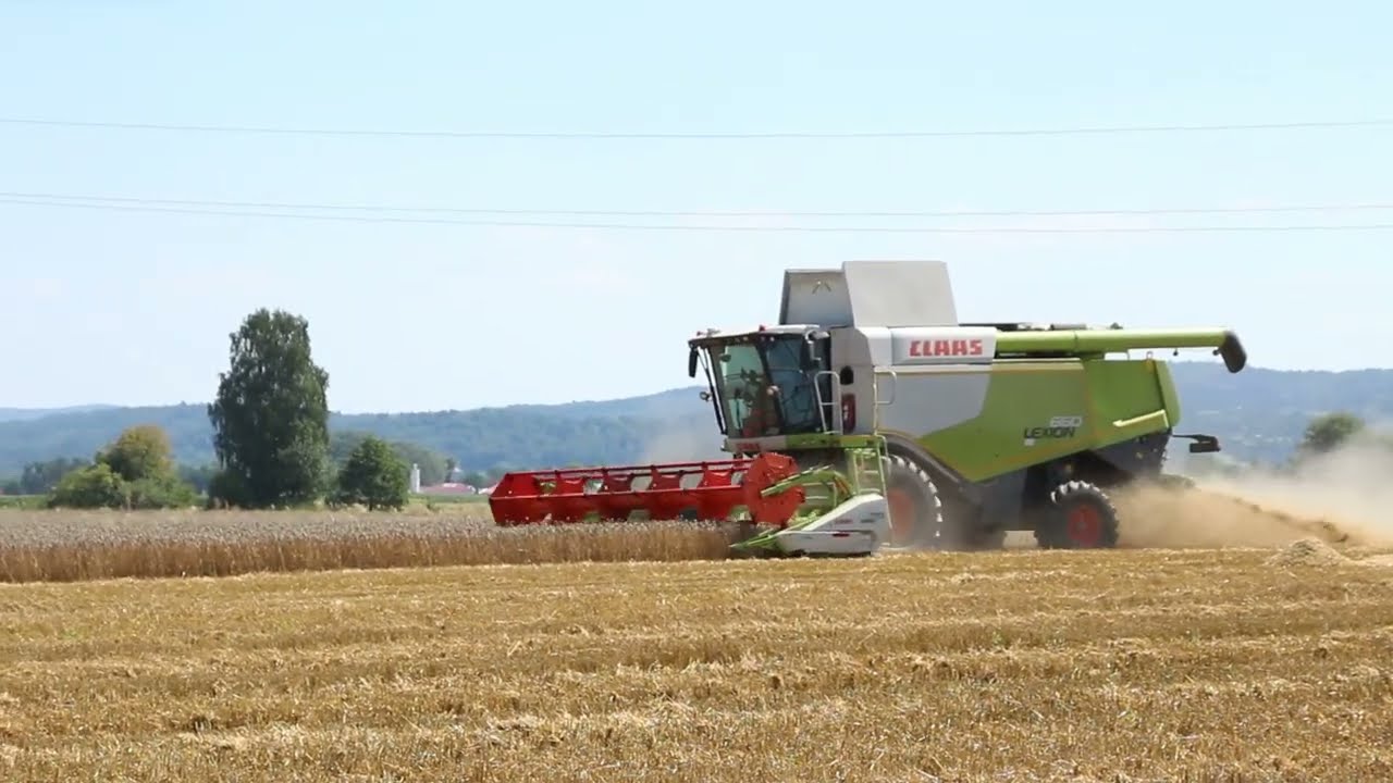 Żniwa pszenicy w Małopolsce u Gr Skolarus 2023.  Claas Lexion 660 & Tucano 570