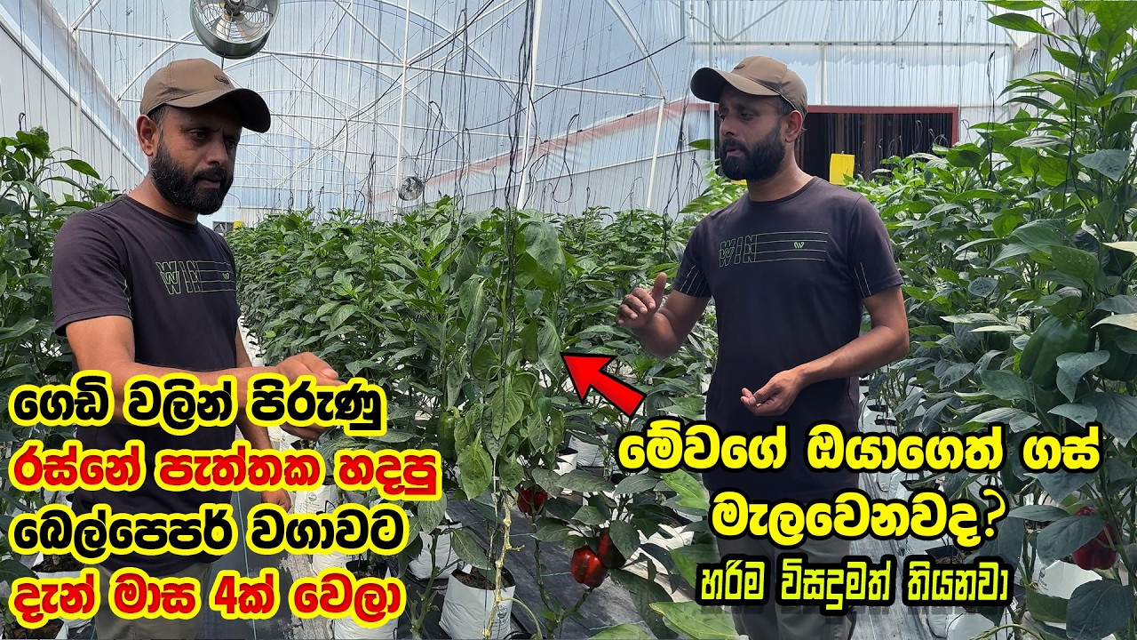 මාස හතරක් වුණ බෙල්පෙපර් වගාව | පරිස්සමෙන් බලා ගත්තොත් දිනුම් | Smart Agri | Bell Pepper Farming |