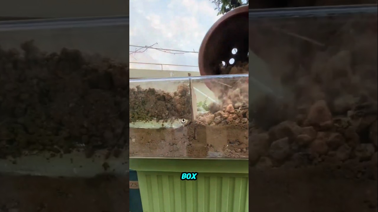 Using Fish as Natural Fertilizer.