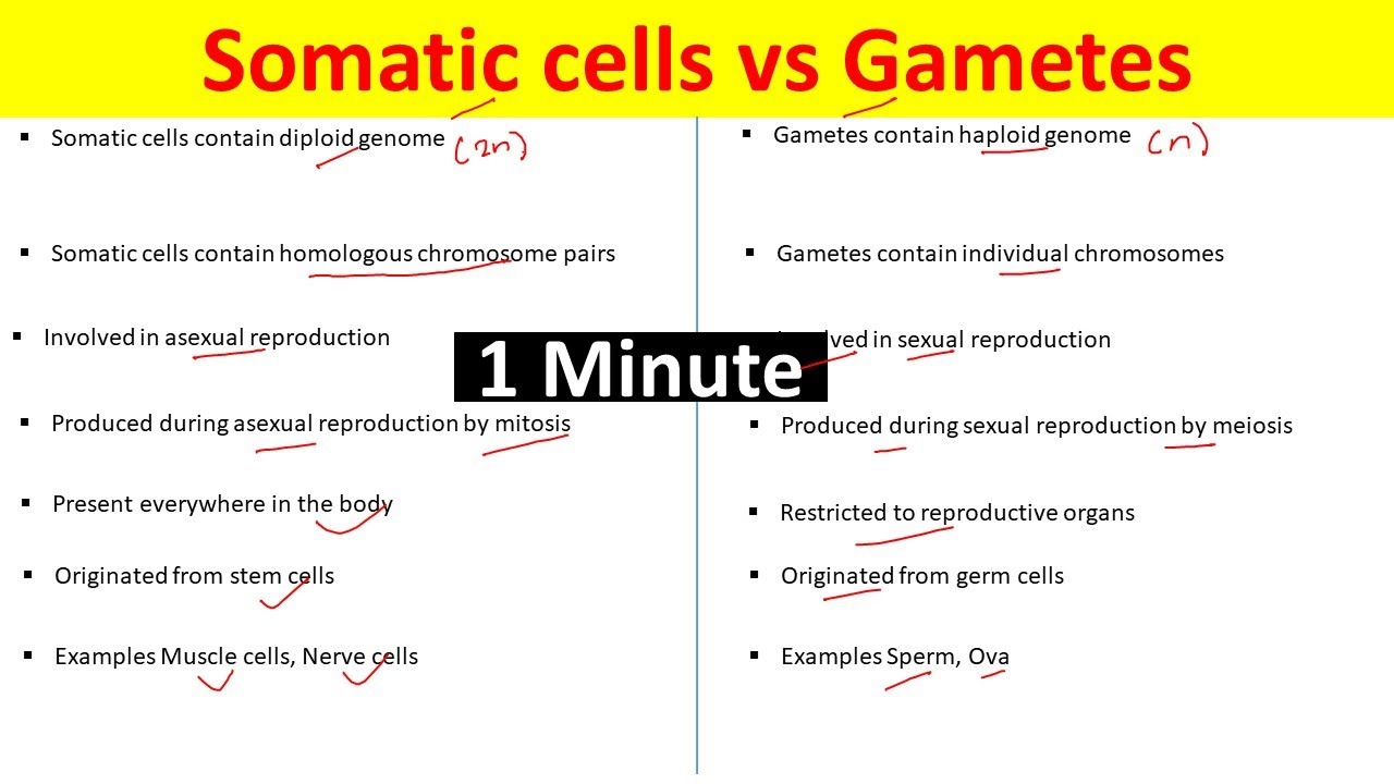 Difference Between Gametes and Somatic cells | Somatic Cells vs Gametes |