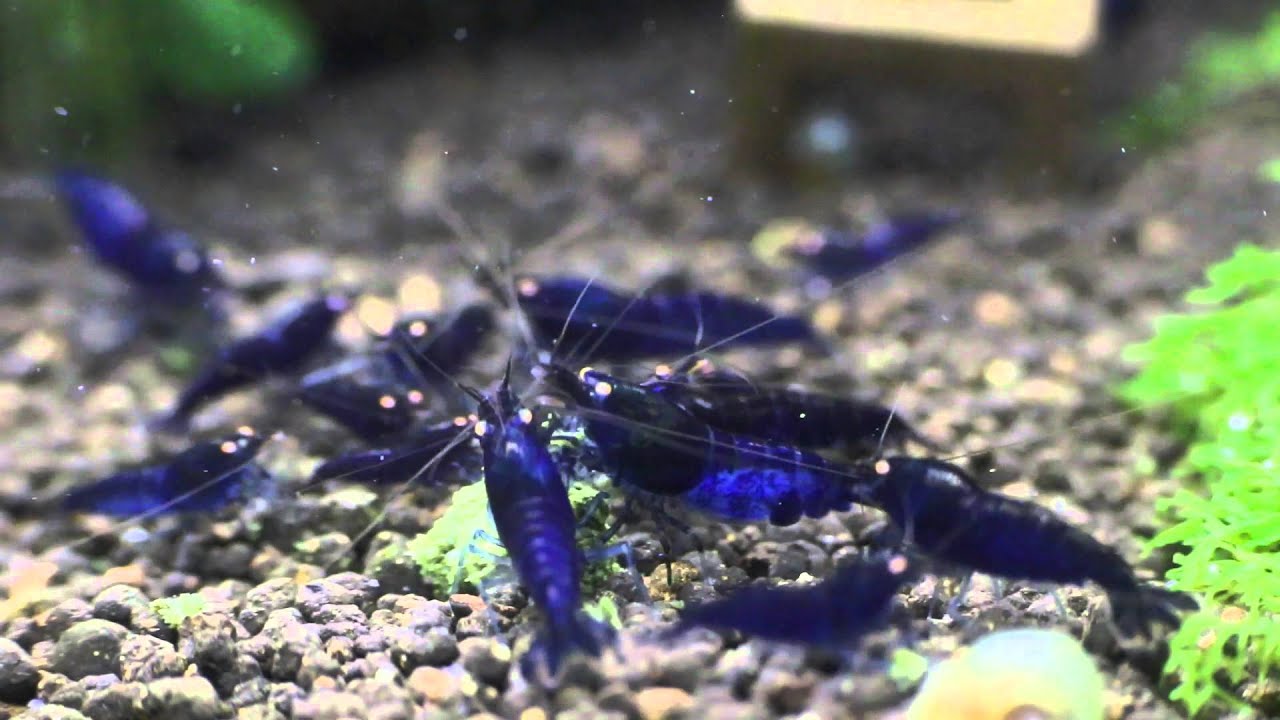 Royal Blue Tiger - By Shrimp Corner Uk