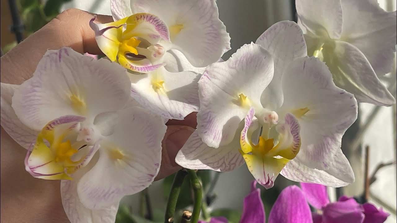 Видео для души 🦋🦋🦋 #орхідеї #orchid #орхидеибабочки #peloric