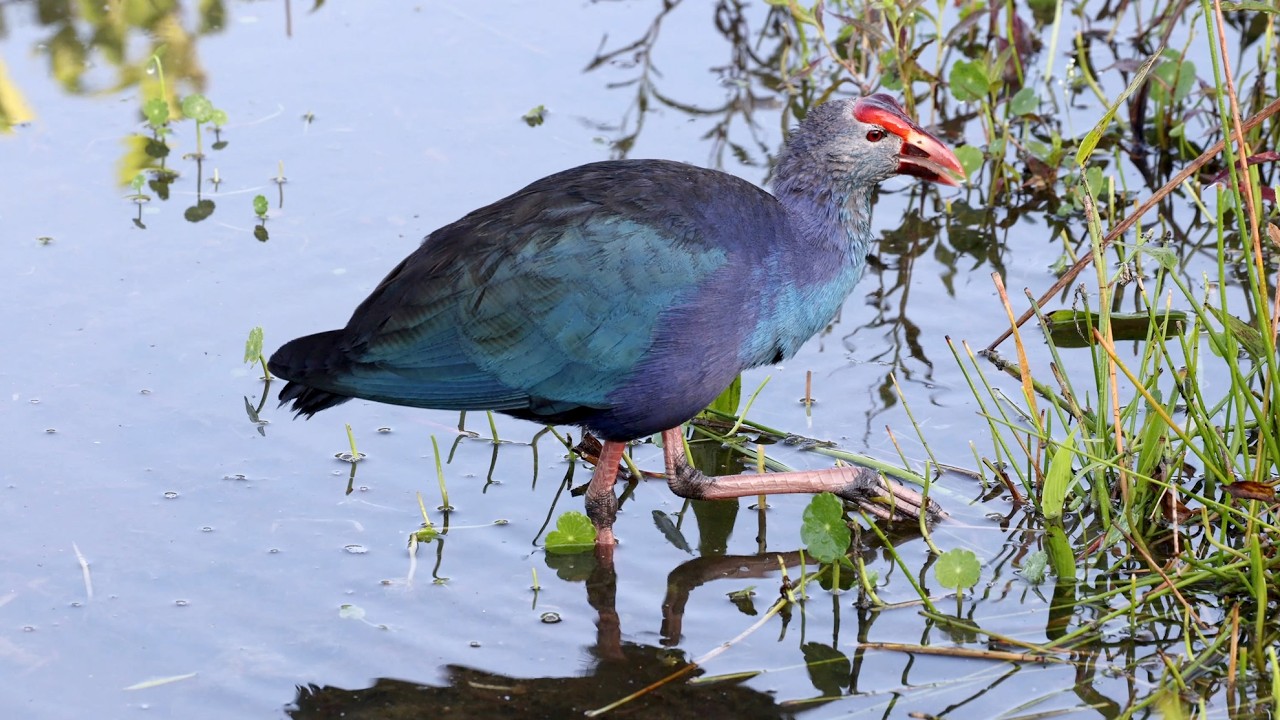 Gray-headed Swamphen