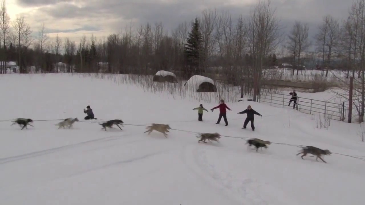 STREEPER 50 DOG TEAM!!