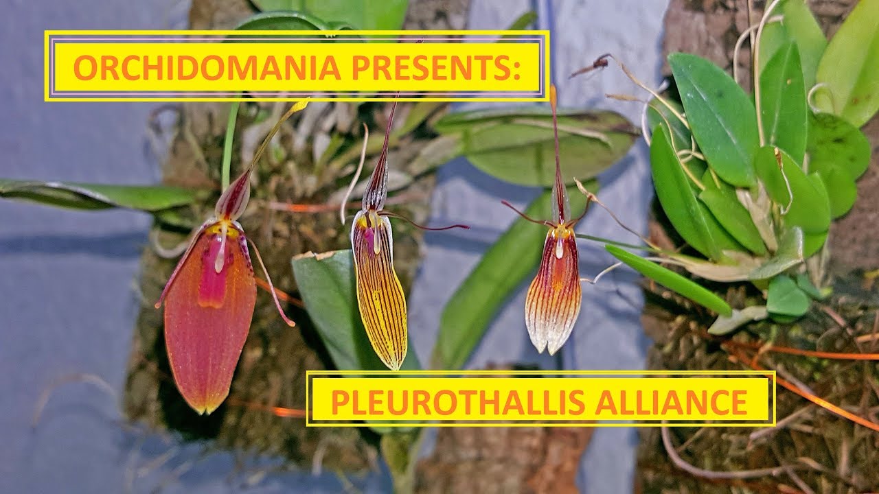 Orchidomania Presents: Pleurothallis Alliance