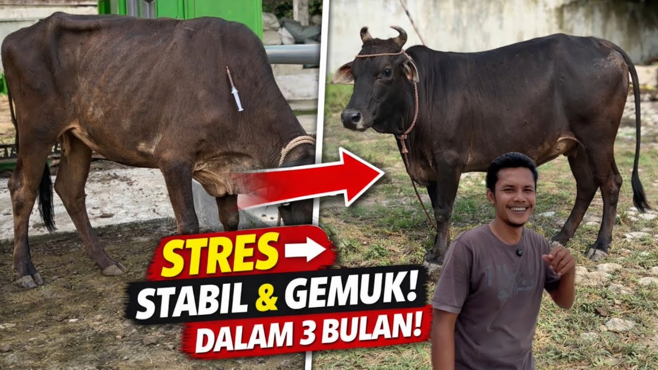 EPS 14 | Dari Stres dan Sulit Dikendalikan, Kini Stabil & Naik Bobot