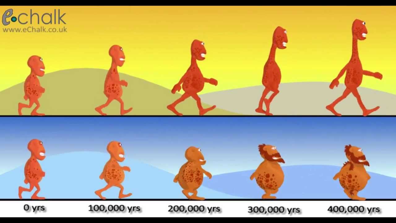 Видообразование