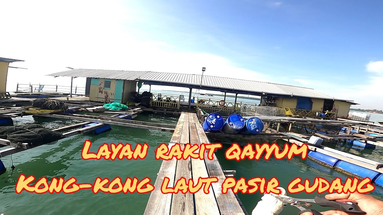 MANCING DIRAKIT QAYYUM| KONG-KONG PASIR GUDANG JOHOR