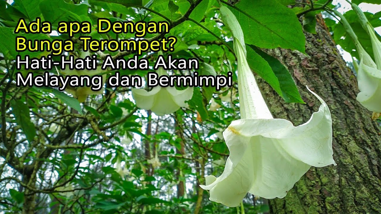 Bunga Terompet!!! Fakta Tentang Bunga Ajaib Yang Bisa Membuat Pikiran Melayang