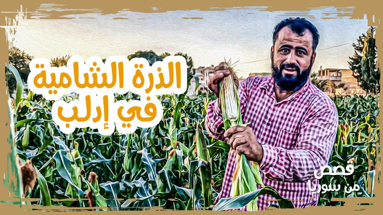 مهجر ينقل زراعة الذرة البيضاء من غوطة دمشق إلى إدلب