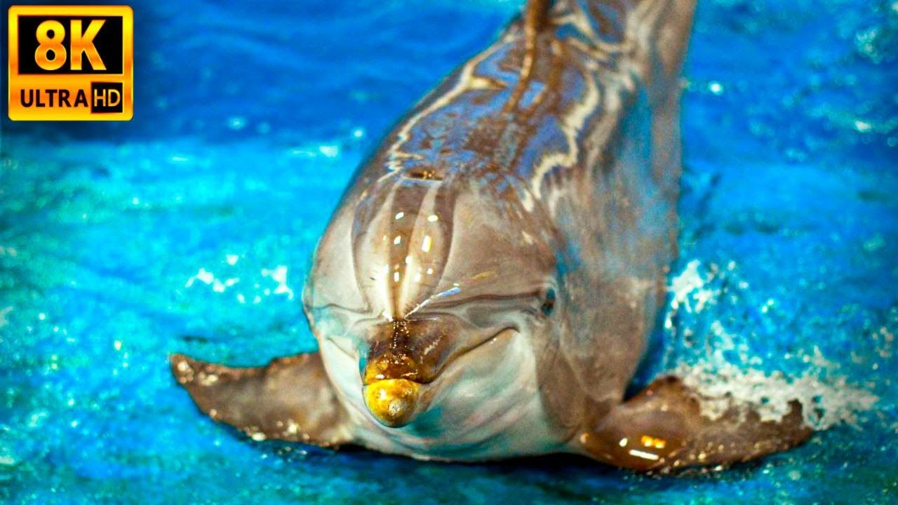 Wonderful Sea Animals / Underwater World in 8K ULTRA HD | 8K TV | Prod By Ocean