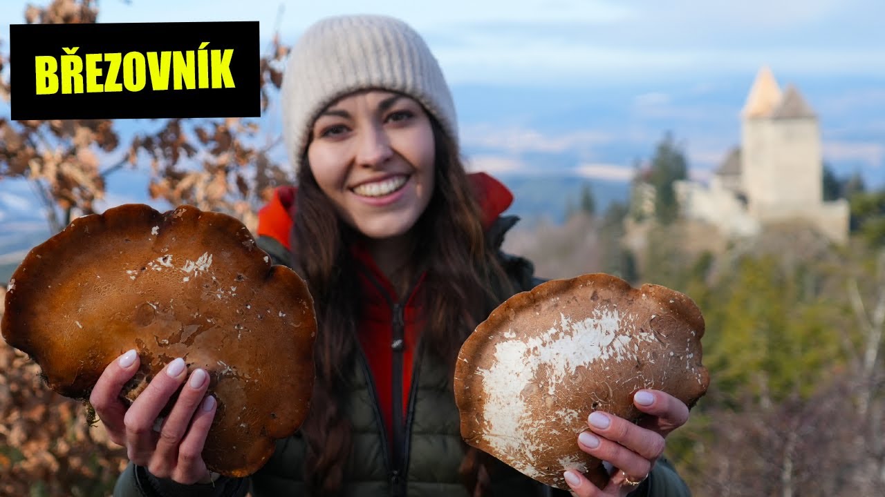 Březovník obecný - kompletní návod na sběr a zpracování (Piptoporus betulinus)